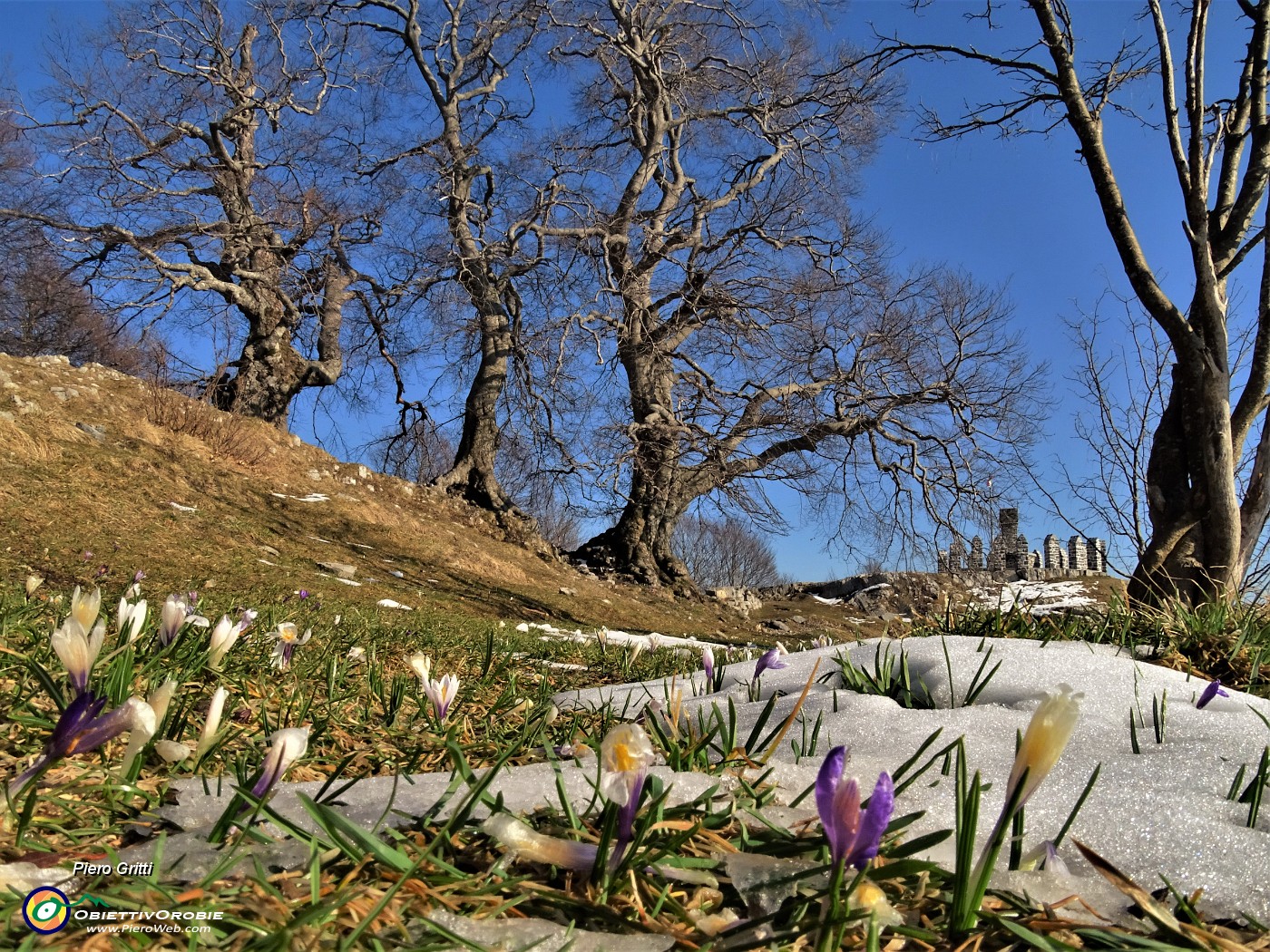 67 Crocus vernus ai Tre Faggi.JPG